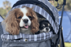 小型ペットと一緒に旅行が楽しめます