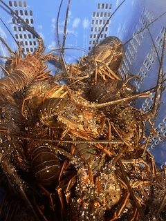 新春限定！【１月・２月　限定】天草冬の味覚　伊勢海老、絶品あわびの限定プラン