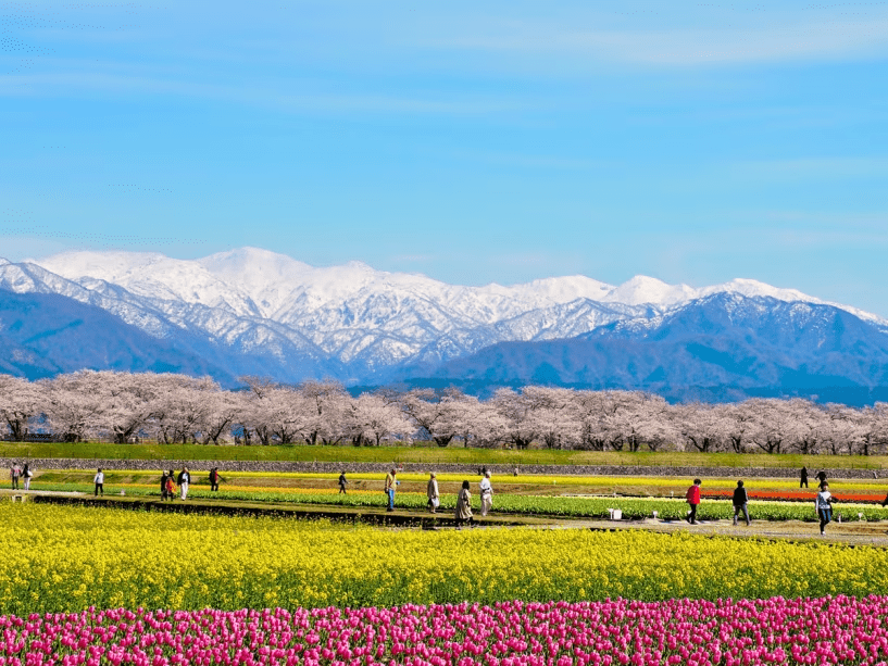 【見ごろは4月初旬～4月中旬】春の四重奏　チューリップと菜の花、桜、雪の朝日岳が奏でる美しい光景