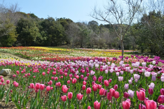 四季折々の花々が心を癒してくれます♪