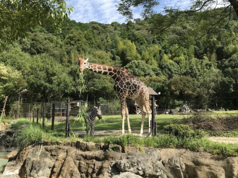 自然に囲まれ広々とした園内で暮らす動物たち。