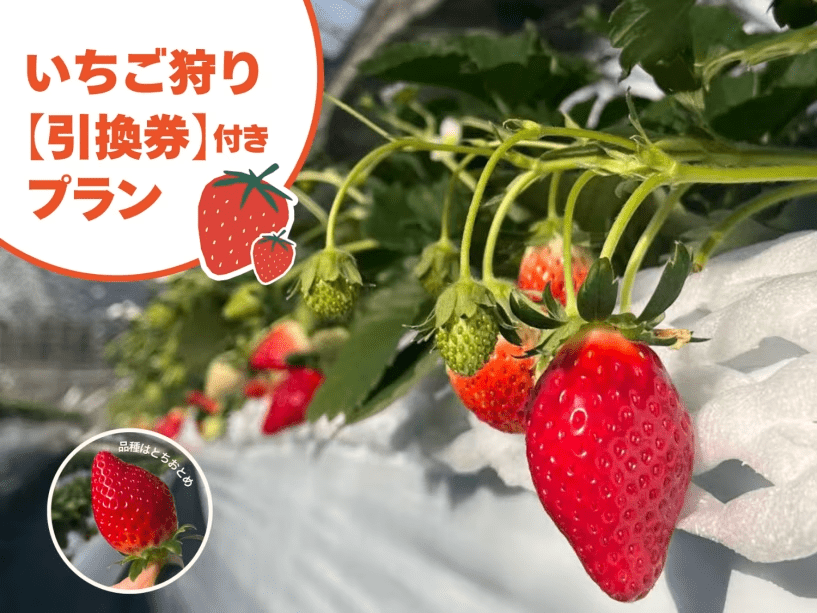 【 いちご狩り 】あま～い とちおとめ30分食べ放題！　一泊二食付きプラン