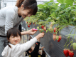 大人気！イチゴ摘み体験♪車で15分の「Farmおかよし」で楽しめます♪
※完全予約制