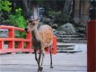 【1泊夕食付き・朝食無し】 ご出立の早いお客様・朝食不要のお客様向けプラン