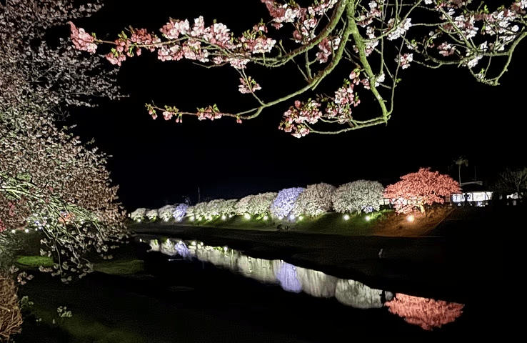 夜桜ライトアップ　期間中毎日　石廊館より徒歩2分（2025年撮影）