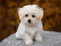 わんこと一緒にお泊まりできます♪