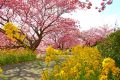 みなみの桜と菜の花　２月