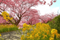 みなみの桜と菜の花祭り　令和8年２月１日（日）～３月10日（火）