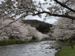 大沢温泉の桜（4月上旬頃）