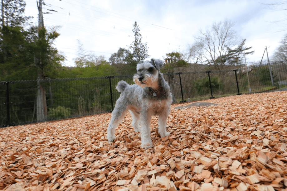 ウッドチップを敷き詰めた、広々としたプライベートドッグラン。