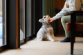 「愛犬と過ごす　”冬”のスタンダードプラン」　11月下旬～2月末　【こだわりの贅食】+【源泉掛け流しの温泉】を堪能+【夕食時ドリンク無料】