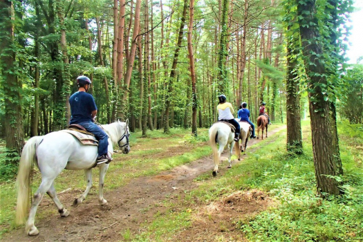 【本格乗馬体験50分 カナディアンキャンプ八ヶ岳】フレンチWメイン＜香＞とオールインクルーシブ