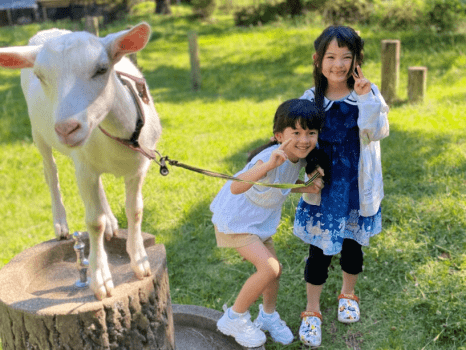 【八ヶ岳ホテル風か】まるごとおもてなし&reg;ヤギさんお散歩体験｜ヤギさん３人娘（ゆきちゃん、ふうちゃん、むぎちゃん）とのお散歩体験です。とても人慣れしたヤギさんですので安心安全に小さなお子様でもお楽しみいただけます。