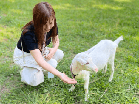 ヤギさんお散歩体験/かわいらしいヤギさんとのお散歩体験は、大人の方にも大人気です。