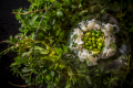 【Top Grade Kaiseki Plan】Exclusive on Our Official Website – Finest Innovative Kaiseki Experience 【Top Grade Kaiseki Plan】Exclusive on Our Official Website – Finest Innovative Kaiseki Experience