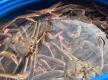 仕入れた柴山がには、まる屋の活魚水槽に入れています