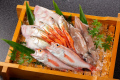 底引き網漁で水揚げされる海産物