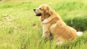 ドッグキャビン（デラックスタイプ）