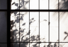 「望」１Fの和室には日当たりが良いため幻想的な木々の影が映し出されます。