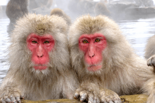 【スノーモンキ―】すぐ目の前で、仲良く並ぶサルをご覧いただけます。