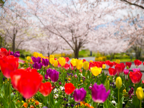 ◆お庭◆当館入り口に咲き誇る花々で、まずは皆様を出迎えます