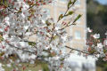 当館前でも桜をご覧いただけます。