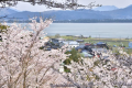 天橋立を背景に見る桜はまさに絶景！