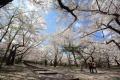 桜林公園