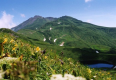 彩り豊な高山植物