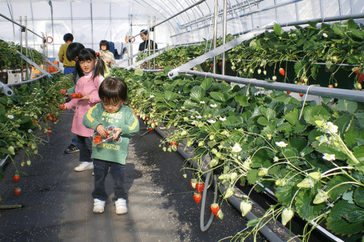 いちご狩り体験🍓30分食べ放題♪