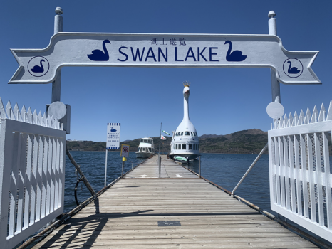 湖上遊覧SWAN LAKE「山中湖の白鳥の湖」