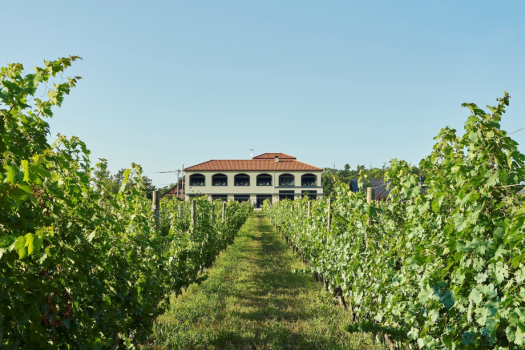 Winerystay Travigne