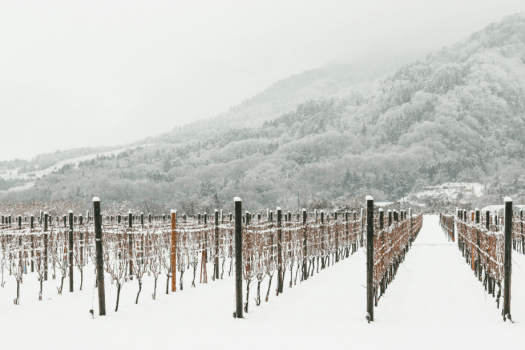 冬ならではの白くてまっすぐなぶどう畑