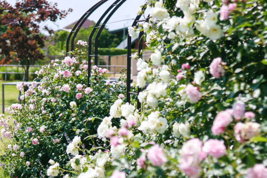 【5/15～6/15】美しい緑とバラを愉しむワイナリーステイ1泊2食