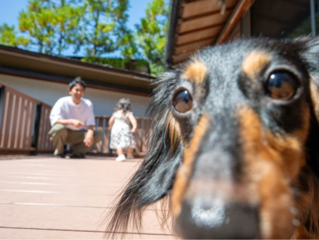 【オープン記念】愛犬と泊まれるプレミアムツインルームがオープン！今だけの特別価格で平日18,000円のオープンニングセールプラン