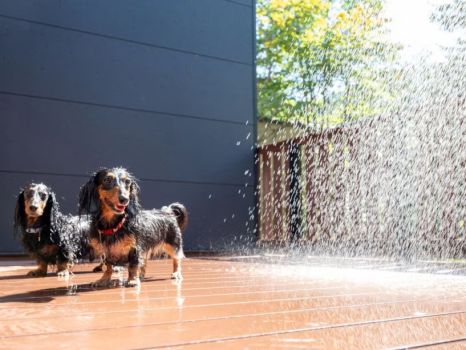 【オープン記念】愛犬と泊まれるプレミアムツインルームがオープン！今だけの特別価格で平日18,000円のオープンニングセールプラン