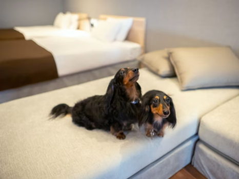 【愛犬と食事の時間を共に過ごす】お部屋食で愛犬とずっと一緒　お部屋食プラン♪【専用ドッグラン付き】】
