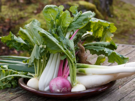 秋野菜