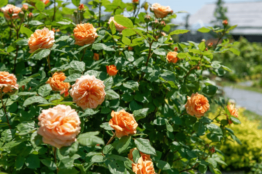 【5/15～6/15】美しいバラに癒されるヴィネスパスタンダード（和食フルコース／1泊2食）