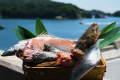 Sazanami Selection- [Special selection] Authentic Kaiseki cuisine, a "food experience" where you can enjoy carefully selected blessings of Setouchi