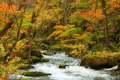 奥入瀬渓流の紅葉