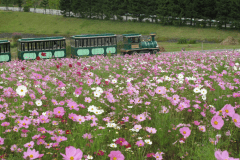 【ひるがの高原・牧歌の里】当館から車で約２０分♪