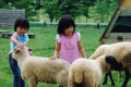 動物と触れ合ったり、乗馬にチャレンジしてみたり♪