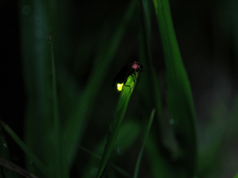 初夏だけしか見ることができない、神秘的なホタルの儚い光。自然に触れ、癒されるひと時を。
小さなお子様から大人の方まで安心してご参加いただけます！