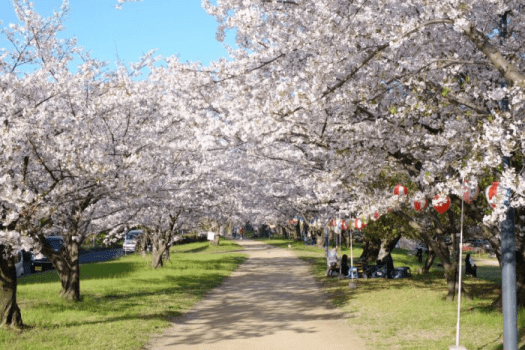 石手川緑地は松山市の東西に流れる石手川の河川敷を整備した市民の憩いの場。
約900本の桜が咲き誇る頃には多くの花見客でにぎわいます。