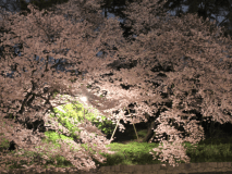 夜の闇に幻想的に浮かび上がる夜桜。当館自慢のボンネットバスで夜風を楽しみながらドライブへGO！