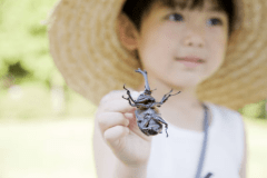 夏休み！お子さま限定！カブトムシまたはクワガタプレゼント♪