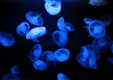 クラリウムの展示イメージ(下田海中水族館)