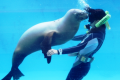 アシカの水中ショー(下田海中水族館)