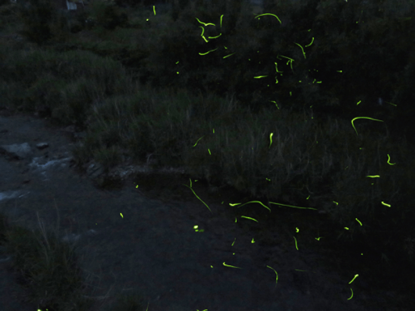 音信川のゲンジ蛍：大谷山荘撮影